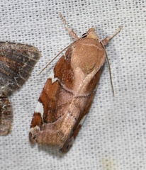 Cosmia diffinis