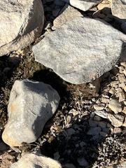 Selaginella wrightii