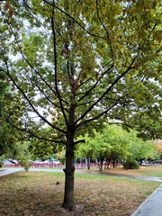 Quercus robur