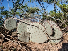Opuntia macrocentra