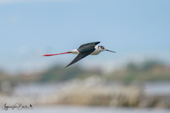 Himantopus himantopus