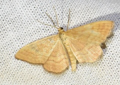Idaea ochrata