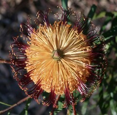 Banksia collina
