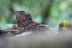 Gonocephalus bornensis