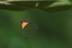 Macracantha arcuata