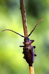 Dorysthenes planicollis