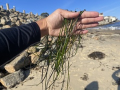 Phyllospadix torreyi