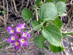 Lantana megapotamica