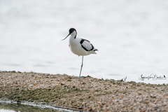 Recurvirostra avosetta