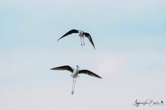 Himantopus himantopus