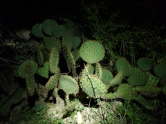 Opuntia strigil