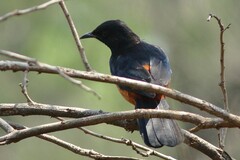 Thamnolaea cinnamomeiventris