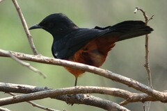 Thamnolaea cinnamomeiventris