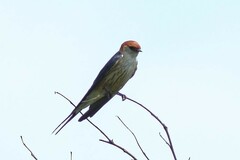 Cecropis cucullata