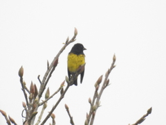 Spinus xanthogastrus