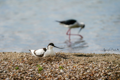 Recurvirostra avosetta