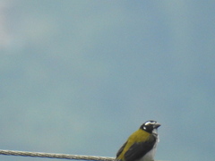 Saltator atripennis