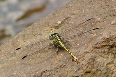 Paragomphus cognatus
