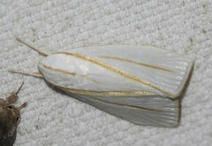 Cryptophasa flavolineata