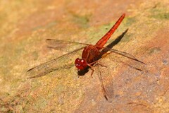 Crocothemis sanguinolenta