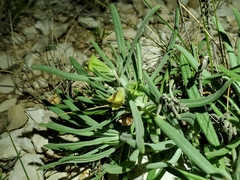 Salvia whitehousei