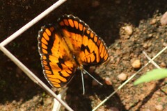 Byblia ilithyia