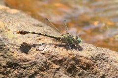 Paragomphus cognatus