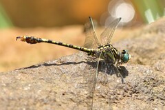 Paragomphus cognatus