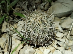 Coryphantha echinus