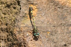 Paragomphus cognatus