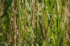Calamagrostis