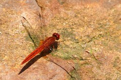 Crocothemis sanguinolenta