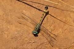 Paragomphus cognatus