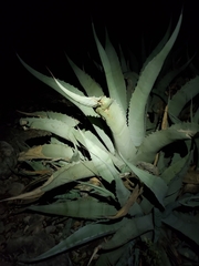 Agave asperrima