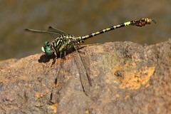 Paragomphus cognatus