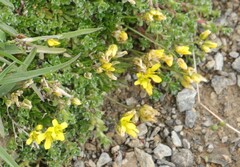 Draba aizoides