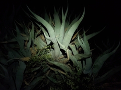 Agave asperrima