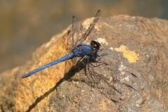 Trithemis furva