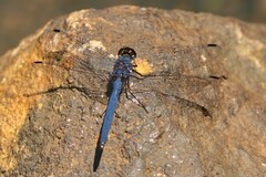 Trithemis furva