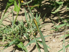 Erythrodiplax nigricans
