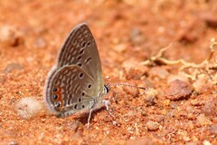Freyeria trochylus