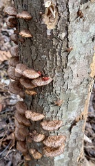 Fuscoporia gilva