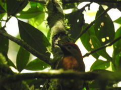 Colaptes rubiginosus