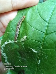 Rhectocraspeda periusalis