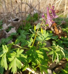Corydalis cava