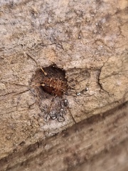 Egaenus convexus