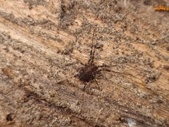 Egaenus convexus