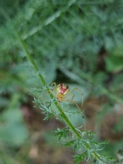 Enoplognatha ovata