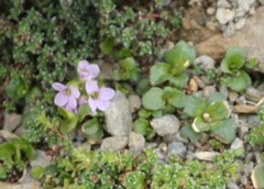 Noccaea rotundifolia