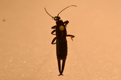 Chelisochidae